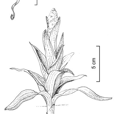 Himantoglossum hircinum (L.) Spreng., 2 December 2022, © 2022, Stefan Eggenberg – Flora Vegetativa - Haupt Verlag