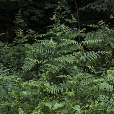 Pteridium aquilinum (L.) Kuhn, 21 June 2016, © Copyright Françoise Alsaker – Dennstaedtiaceae