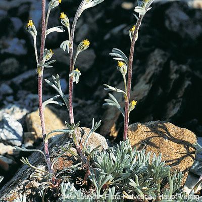 Artemisia umbelliformis Lam., © 2022, Konrad Lauber – Flora Helvetica – Haupt Verlag