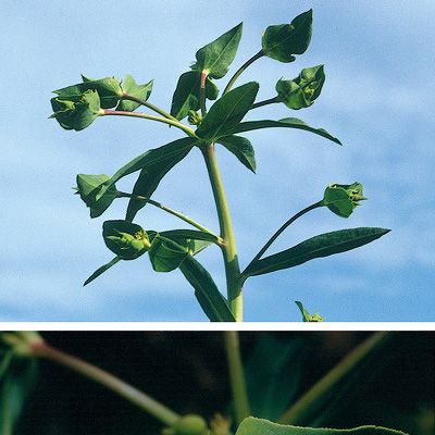 Euphorbia esula L., © 2022, Konrad Lauber – Flora Helvetica – Haupt Verlag