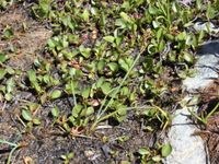 3/6 - © 2013, Patrice Prunier – IV.1.1.1.4 - Salici herbaceae-Caricetum lachenalii, Fuorcla Minor Berninapass CH-Gr