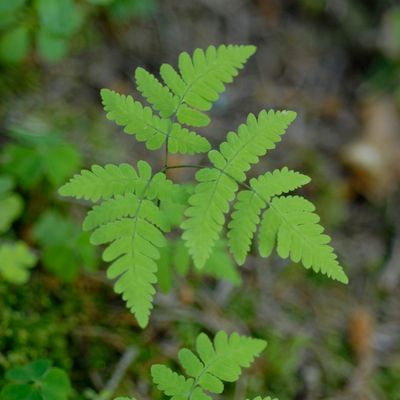 Gymnocarpium dryopteris (L.) Newman, 13 June 2009, © 2022, Philippe Juillerat