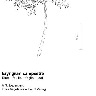 Eryngium campestre L., 12 January 2023, © 2022, Stefan Eggenberg – Flora Vegetativa © Haupt Verlag