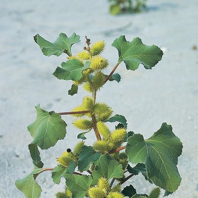 Xanthium orientale subsp. italicum (Moretti) Greuter, © 2022, Konrad Lauber – Flora Helvetica – Haupt Verlag