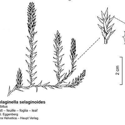 Selaginella selaginoides (L.) Schrank & Mart., © 2022, Stefan Eggenberg – Flora Vegetativa - Haupt Verlag