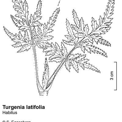 Turgenia latifolia (L.) Hoffm., © 2022, Stefan Eggenberg – Flora Vegetativa © Haupt Verlag