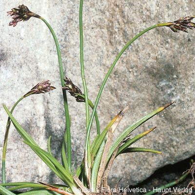Carex ornithopodioides Hausm., © 2022, Konrad Lauber – Flora Helvetica – Haupt Verlag