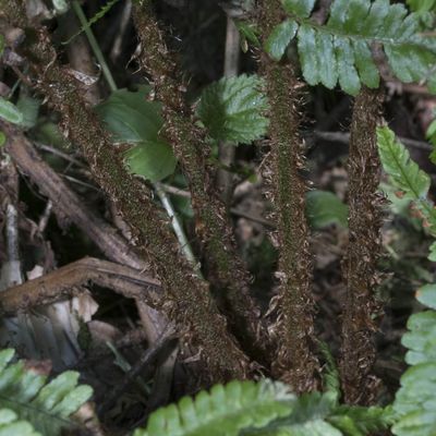Dryopteris affinis (Lowe) Fraser-Jenk., 20 June 2018, © Copyright Françoise Alsaker