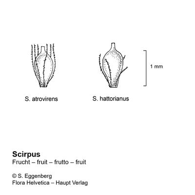 Scirpus atrovirens Willd., 7 January 2021, © 2022, Stefan Eggenberg – Flora Vegetativa - Haupt Verlag