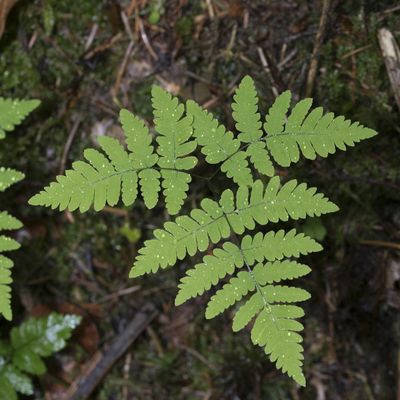 Gymnocarpium dryopteris (L.) Newman, 23 May 2018, © Copyright Françoise Alsaker