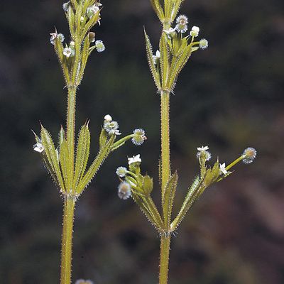 Galium aparine L., © 2022, Konrad Lauber – Flora Helvetica – Haupt Verlag