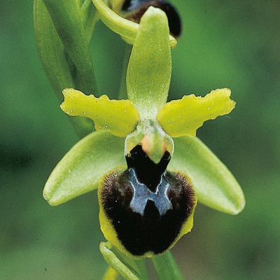Ophrys araneola Rchb., © 2022, Konrad Lauber – Flora Helvetica – Haupt Verlag