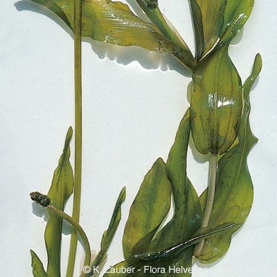 Potamogeton praelongus Wulfen, © 2022, Konrad Lauber – Flora Helvetica – Haupt Verlag