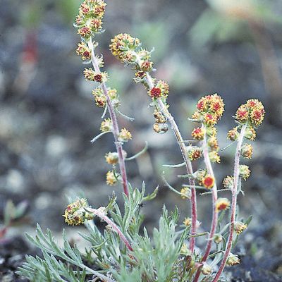 Artemisia borealis Pall., © 2022, Konrad Lauber – Flora Helvetica – Haupt Verlag
