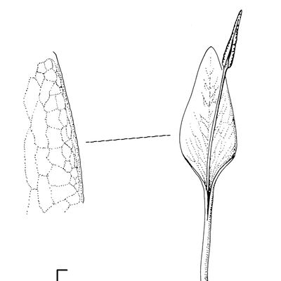 Ophioglossum vulgatum L., © 2022, Stefan Eggenberg – Flora Vegetativa - Haupt Verlag