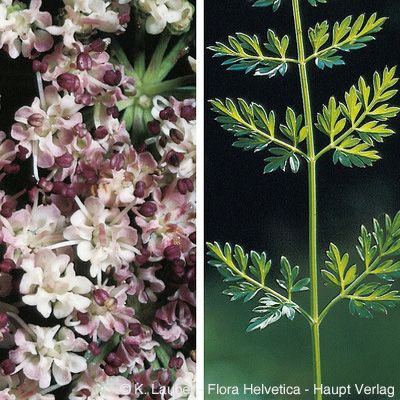 Selinum carvifolia (L.) L., © 2022, Konrad Lauber – Flora Helvetica – Haupt Verlag