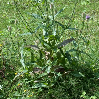 Dipsacus fullonum L., 30 March 2013, © Copyright Françoise Alsaker – Caprifoliaceae