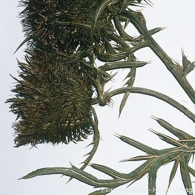 Cirsium eriophorum subsp. spathulatum (Moretti) Ces., © 2022, Konrad Lauber – Flora Helvetica – Haupt Verlag