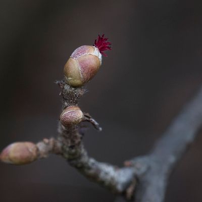 Corylus avellana L., 13 January 2016, © Copyright Françoise Alsaker – Betulaceae / die kleinen weiblichen Blüten sind oft unscheinbar dunkelrot.