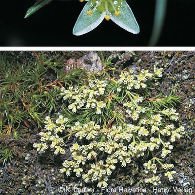 Scleranthus perennis L., © 2022, Konrad Lauber – Flora Helvetica – Haupt Verlag