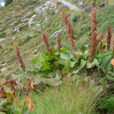 Rumex alpinus L., 30 March 2013, © Copyright Françoise Alsaker – Polygonaceae Knöterichgewächse