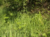 9/10 - © Copyright 2017 Patrice Prunier – IV.5.3.1a.2 - Clinopodio-Molinietum arundinaceae, Chancy CH-GE