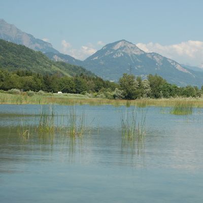 Nitella tenuissima (Desv.) Kütz., © 2010, D. Auderset Joye – Le lac du Bois d'Avaz est une gravière peu profonde au régime hydrique semi-permanent, propice au développement de Nitella tenuissima (Bonneville, F-74).