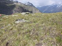 2/6 - © 2013, Patrice Prunier – IV.3.1.2.1 - Festucetum halleri, StafelAlp Zermatt CH-Vs