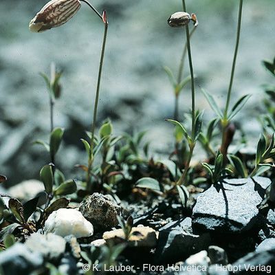 Silene vulgaris subsp. glareosa (Jord.) Marsden-Jones & Turrill, © 2022, Konrad Lauber – Flora Helvetica – Haupt Verlag