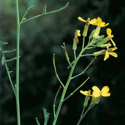 Coincya cheiranthos (Vill.) Greuter & Burdet, © 2022, Konrad Lauber – Flora Helvetica – Haupt Verlag