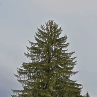 Picea abies (L.) H. Karst., 6 October 2015