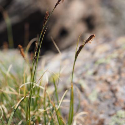 Carex fimbriata Schkuhr, 23 July 2019, © Copyright 2019 Michael Jutzi
 – Zermatt VS