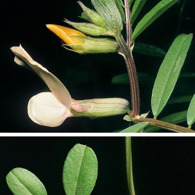 Vicia grandiflora Scop., © 2022, Konrad Lauber – Flora Helvetica – Haupt Verlag