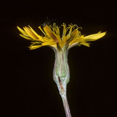 Scorzonera humilis L., © Copyright Christophe Bornand