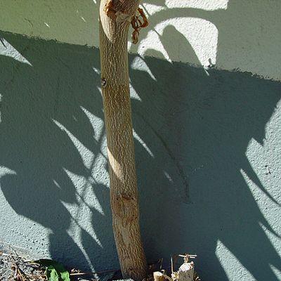 Ailanthus altissima (Mill.) Swingle, © 2006, Erwin Jörg