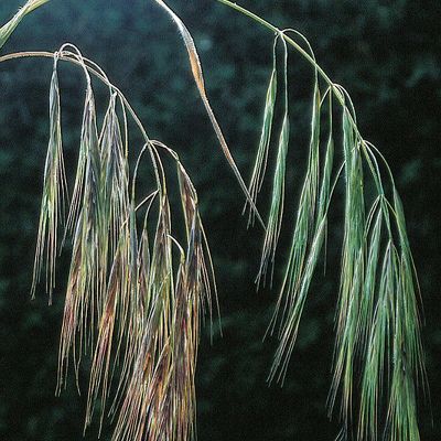Bromus diandrus Roth, © 2022, Konrad Lauber – Flora Helvetica – Haupt Verlag