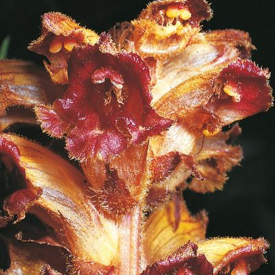 Orobanche gracilis Sm., © 2022, Konrad Lauber – Flora Helvetica – Haupt Verlag