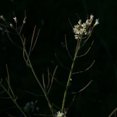 Arabidopsis thaliana (L.) Heynh., © Copyright Christophe Bornand