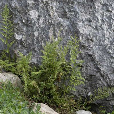 Cystopteris alpina (Lam.) Desv., 5 August 2019, © Copyright Françoise Alsaker