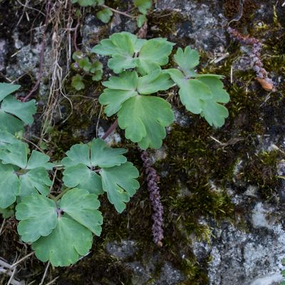 Aquilegia vulgaris L., 31 March 2017, © Copyright Françoise Alsaker – Ranunculaceae
