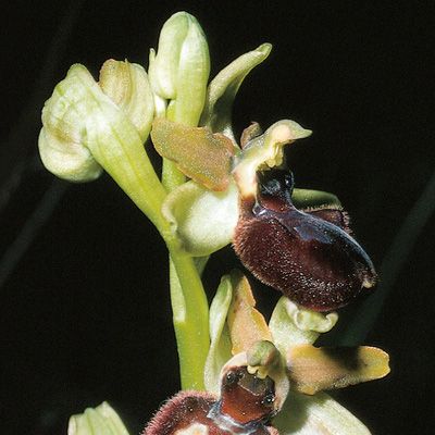 Ophrys sphegodes Mill., © 2022, Konrad Lauber – Flora Helvetica – Haupt Verlag