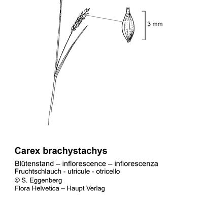 Carex brachystachys Schrank, 7 January 2021, © 2022, Stefan Eggenberg – Flora Vegetativa - Haupt Verlag