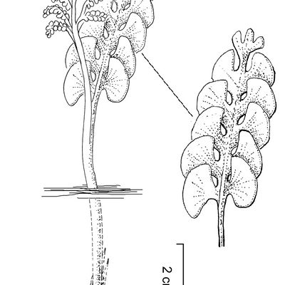 Botrychium lunaria (L.) Sw., © 2022, Stefan Eggenberg – Flora Vegetativa - Haupt Verlag