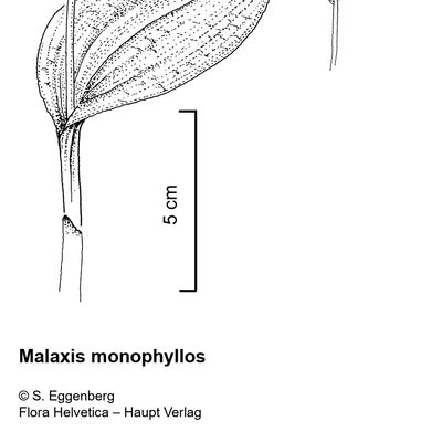 Malaxis monophyllos (L.) Sw., 2 December 2022, © 2022, Stefan Eggenberg – Flora Vegetativa - Haupt Verlag