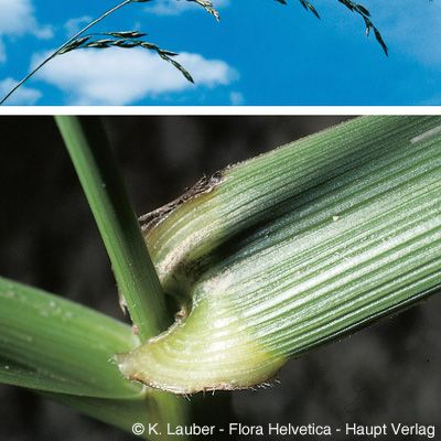 Festuca arundinacea Schreb., © 2022, Konrad Lauber – Flora Helvetica – Haupt Verlag