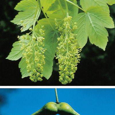 Acer pseudoplatanus L., © 2022, Konrad Lauber – Flora Helvetica – Haupt Verlag