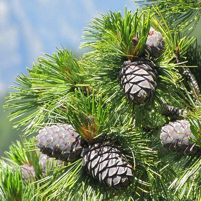 Pinus cembra L., © 2009, Peter Bolliger – Zermatt