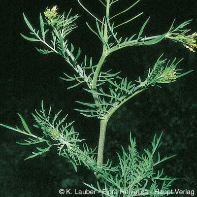 Descurainia sophia (L.) Prantl, © 2022, Konrad Lauber – Flora Helvetica – Haupt Verlag