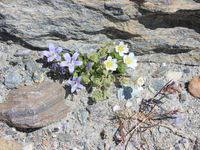 5/5 - © 2013, Patrice Prunier – III.3.1.2.5 - Campanulo cenisiae-Saxifragetum oppositifoliae, Trockener Steg Zermatt CH-Vs