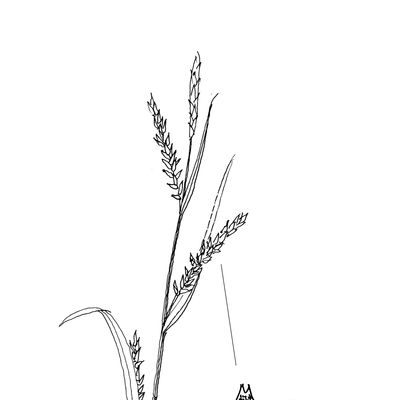 Carex strigosa Huds., 7 January 2021, © 2022, Stefan Eggenberg – Flora Vegetativa - Haupt Verlag
